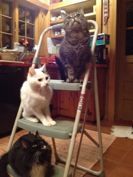 Cats on a ladder - one of my favorite photos of 3 of our former (older) cats. Oliver, Ivan and Josie. We miss these three.