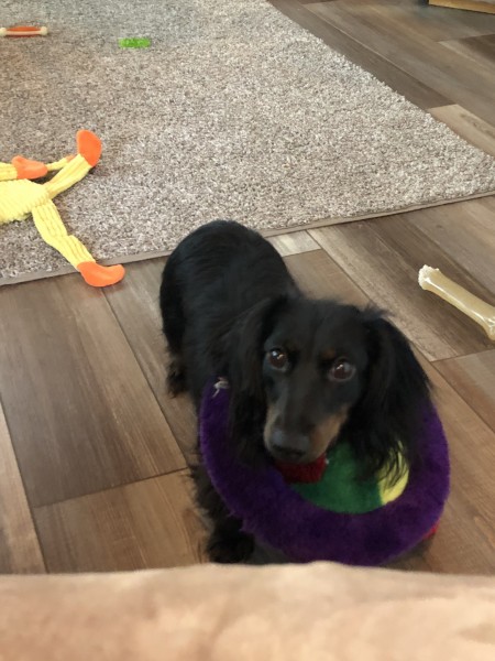 Poor Rosie -Her toy is stuck around her head! LOL!
