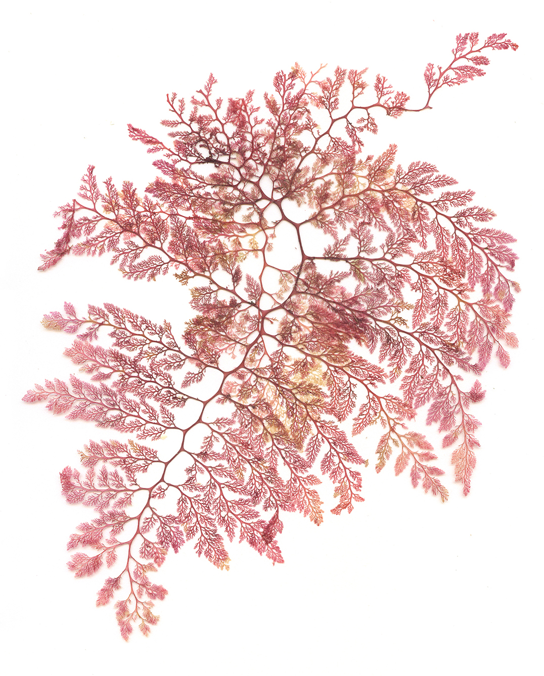 Pressed Seaweed from the 1880s -