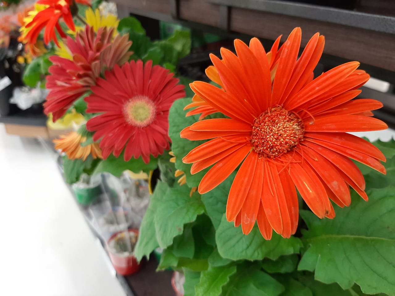 Dia das Flores: saiba onde encontrar, como cultivar e seus benefícios