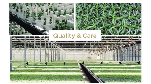 PlantHaven International e-Brief Newsletter, February 2017