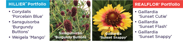 PlantHaven Hot Selection - European Flower Trials 2017