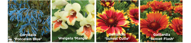 PlantHaven Hot Selection - European Flower Trials 2017