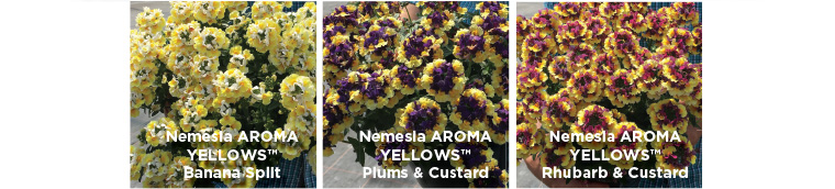 PlantHaven Hot Selection - European Flower Trials 2017