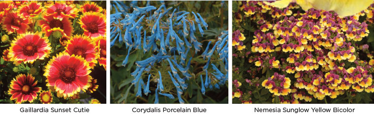 PlantHaven eBrief Newsletter - July 2017