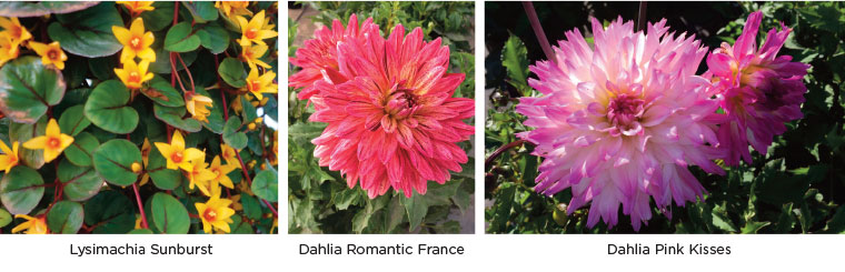 PlantHaven eBrief Newsletter - July 2017