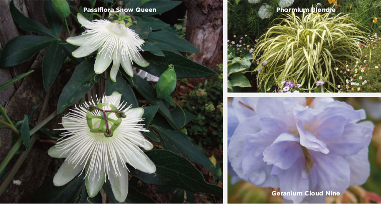 PlantHaven eBrief Newsletter - July 2017