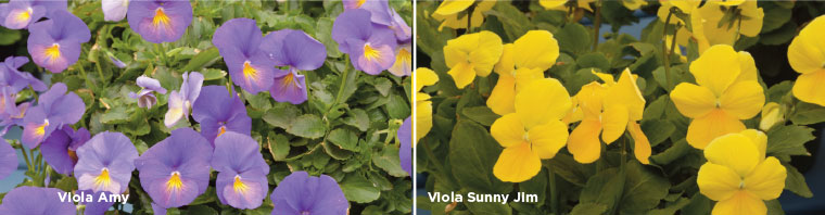 PlantHaven eBrief Newsletter - July 2017