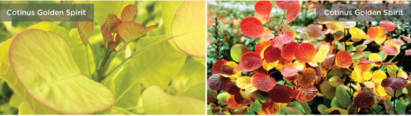 PlantHaven Hot Selection - Fall Color Collection