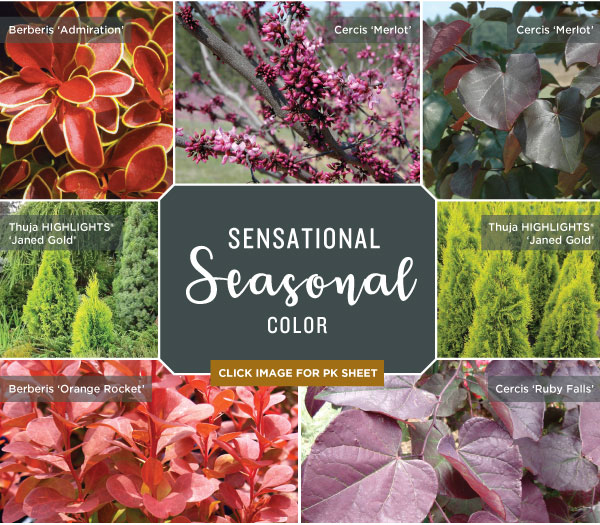 PlantHaven Hot Selection - Fall Color Collection