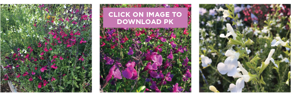 PlantHaven International e-Brief Newsletter, March 2018