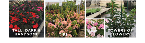 PlantHaven eBrief Newsletter - September 2018