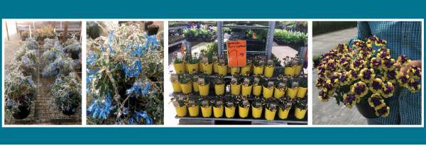 PlantHaven Halloween e-Brief Newsletter - October 2018