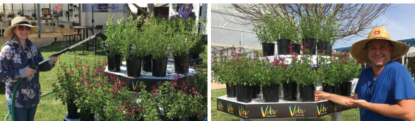 PlantHaven Hot Selection - Salvia VIBE