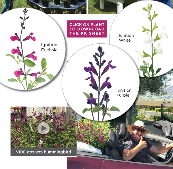 PlantHaven Hot Selection - Salvia VIBE