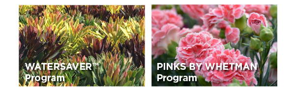 PlantHaven eBrief Newsletter - February, 2019