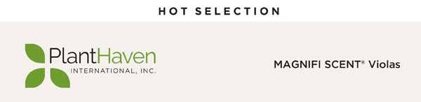 PlantHaven Hot Selection - Scented Beauties