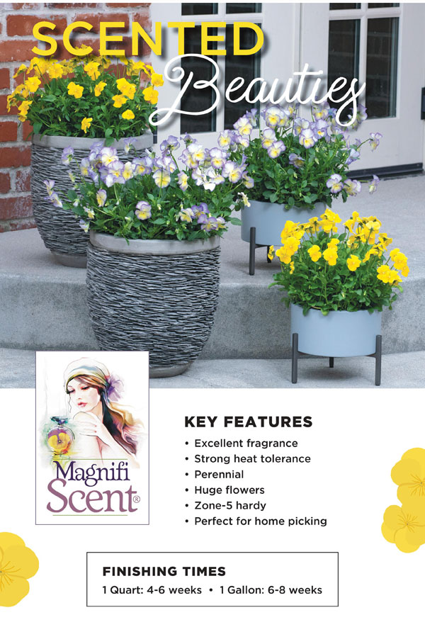 PlantHaven Hot Selection - Scented Beauties