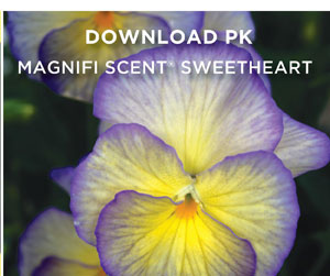 PlantHaven Hot Selection - Scented Beauties