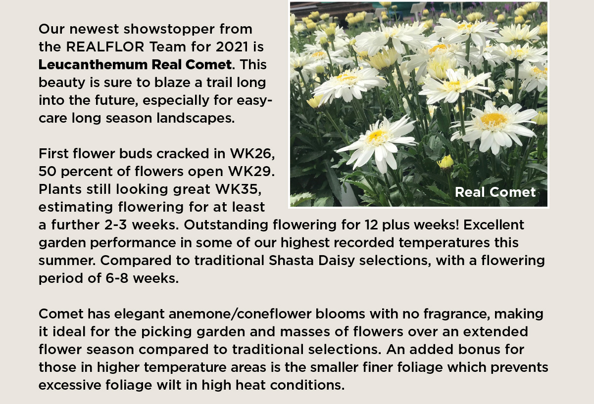 leucanthemum real comet