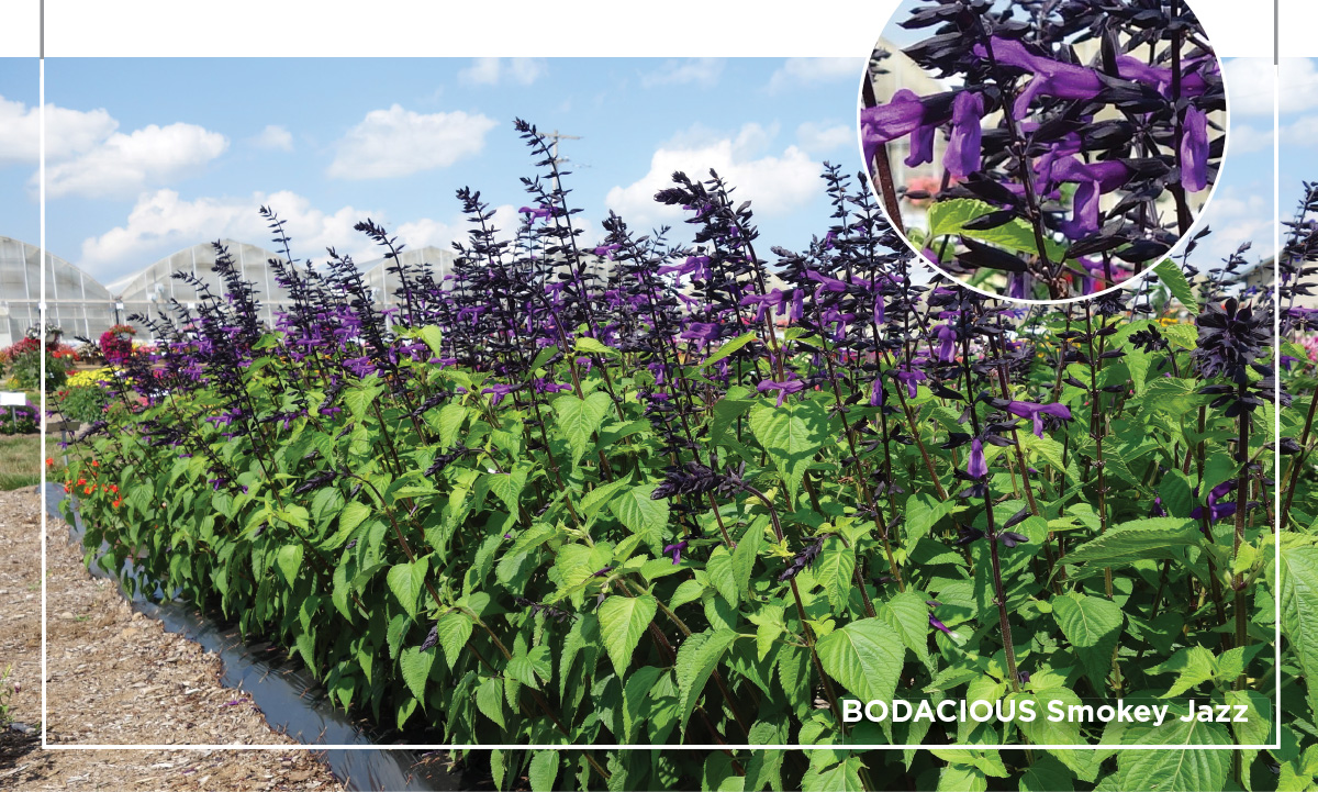 salvia bodacious smokey jazz