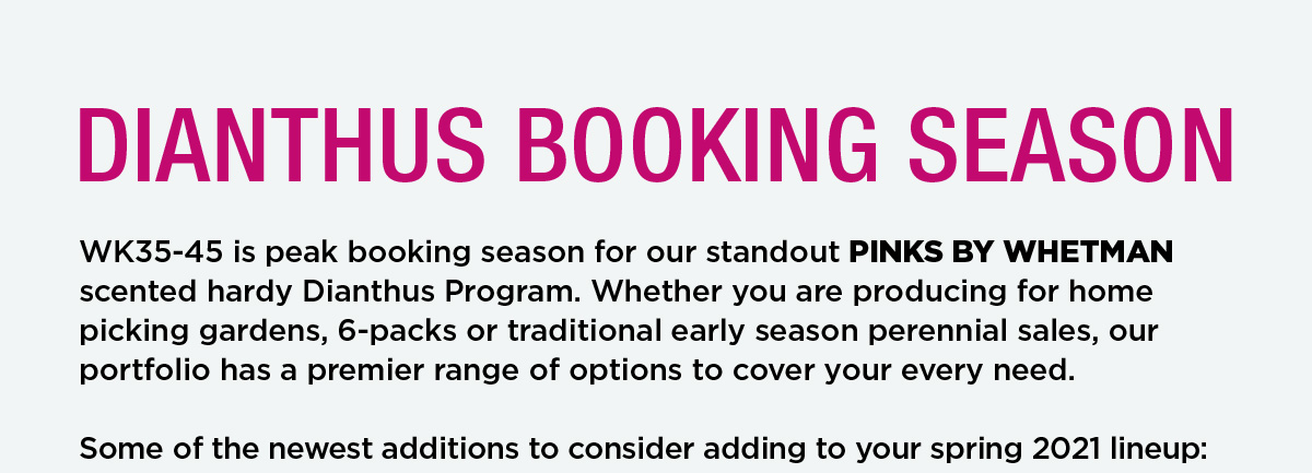 Dianthus booking season