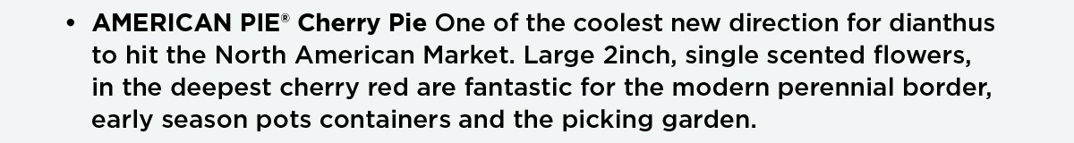 Dianthus AMERICAN PIE Cherry Pie