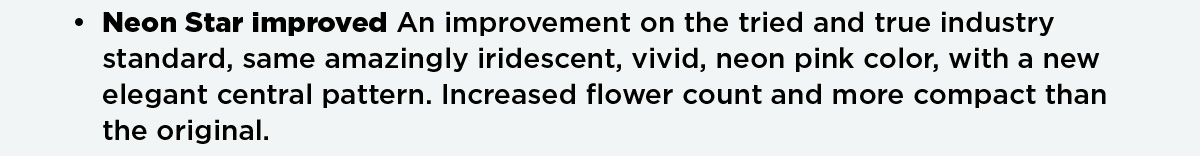 Dianthus Neon Star Improved