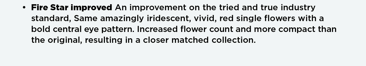 Dianthus Fire Star Improved