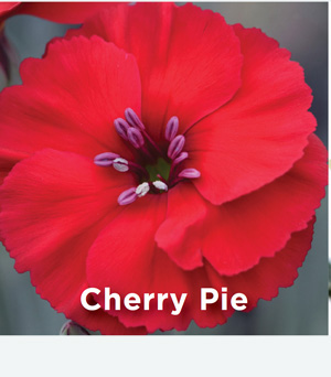 Dianthus AMERICAN PIE Cherry Pie