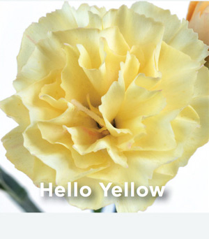Dianthus Hello Yellow