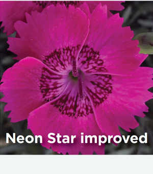 Dianthus Neon Star Improved