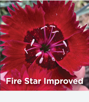 Dianthus Fire Star Improved