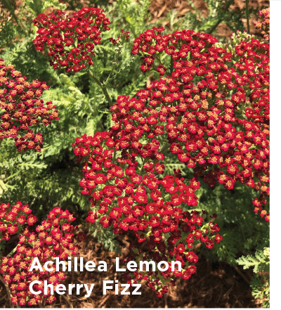 Achillea Lemon Cherry Fizz