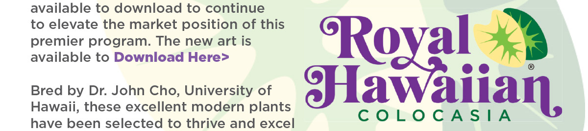 Bold New Art for Royal Hawaiian Colocasia