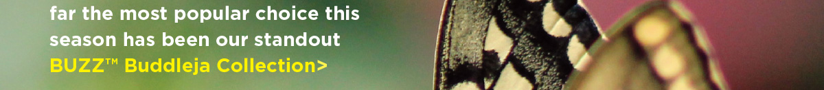 Buddleja BUZZ Collection