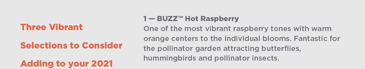 Buddleja BUZZ Hot Raspberry