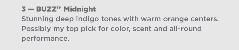 Buddleja BUZZ Midnight