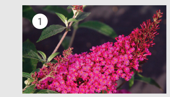 Buddleja BUZZ Hot Raspberry