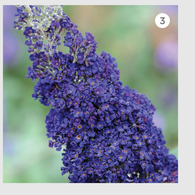 Buddleja BUZZ Midnight