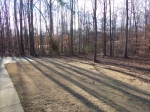 Many trees