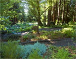 2033 Joy Ridge Lane,  Occidental, CA 95467