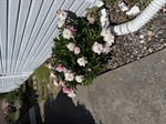 212 Julie Place Peonies