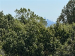 Glimpse of NYC through the trees