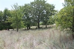 Nicely Treed