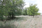 Lot View