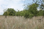 Additional Lot View