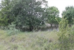 Nicely Treed