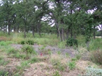 Lot View