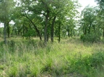Lot View